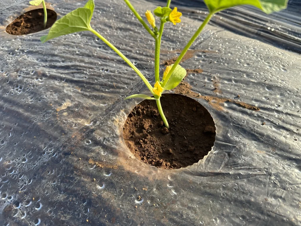 メロン　定植５日目