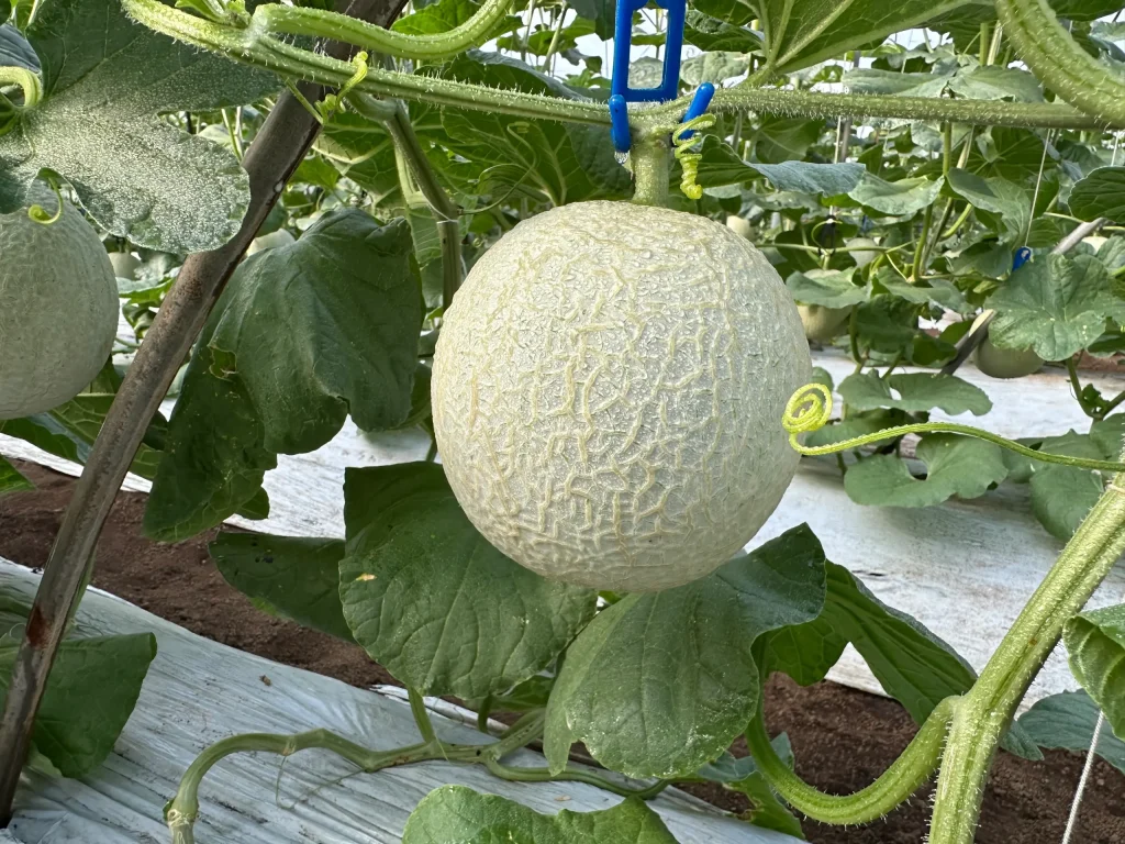 メロン　ホルモン剤　アークランド