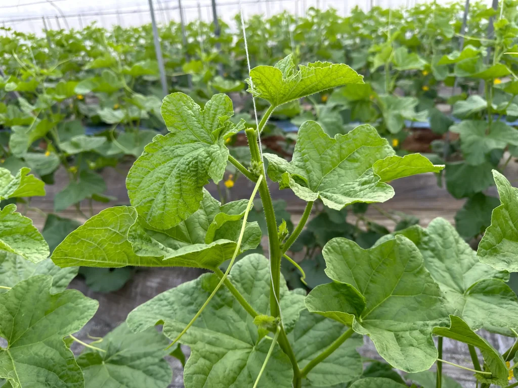 メロン　芯止め