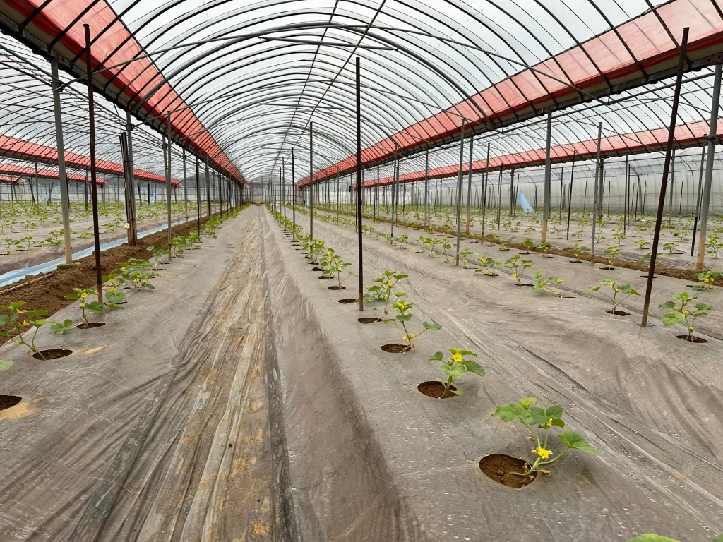 メロン　杭立て　パイプ立て