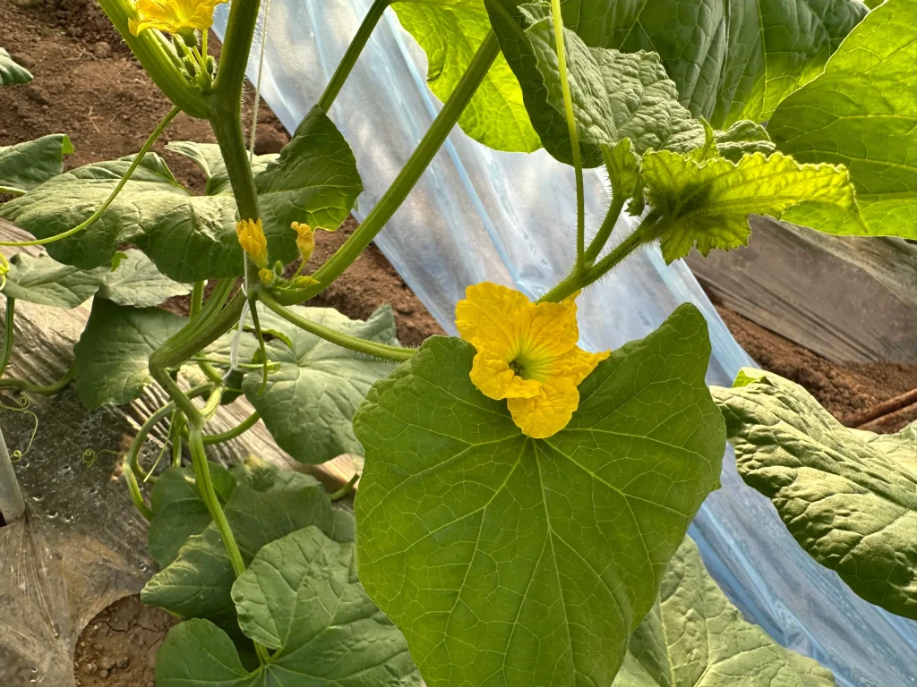 メロン　交配　雌花