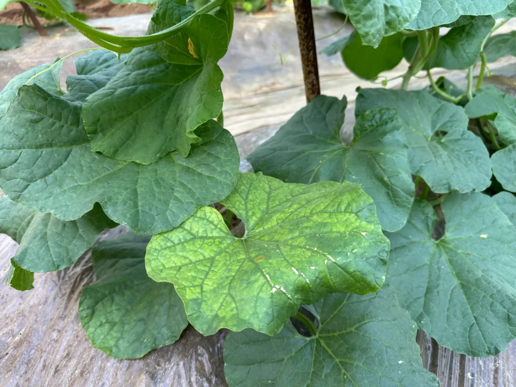 メロン　退緑黄化病