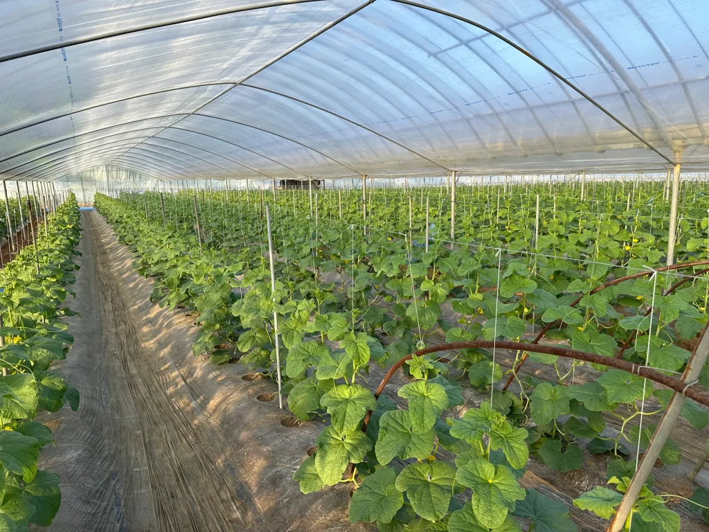 メロン　カーテン　内張りビニール