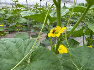 メロン　ミツバチ