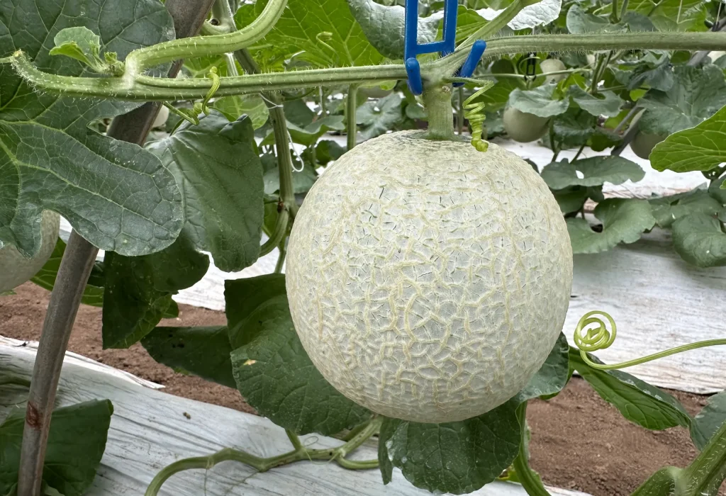 メロン　肥大時期　蒸し込み　