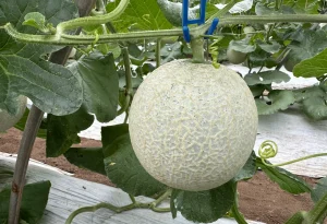 メロン　肥大時期　蒸し込み　